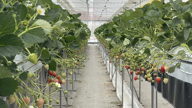 イチゴ ワールド（ICHIGO WORLD） - 山下（その他）の写真