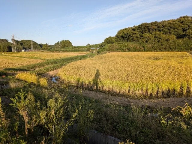 ミルク モンスター（milk monster） - 松島海岸（ソフトクリーム）の写真