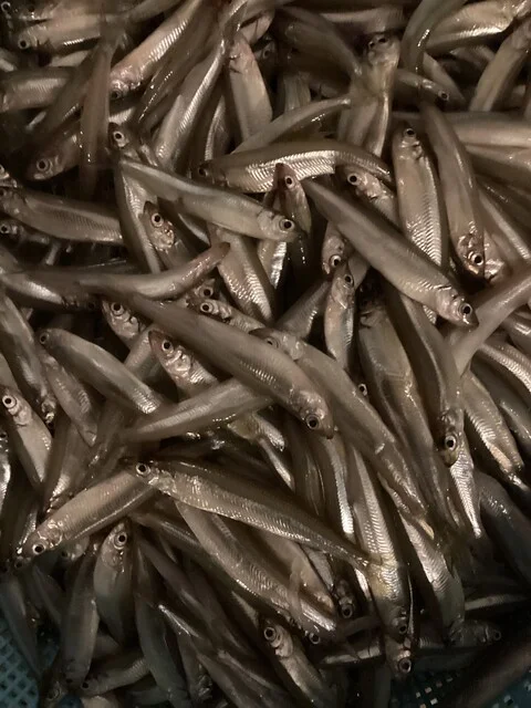 津軽海峡鮮魚店 - 青森（郷土料理）の写真