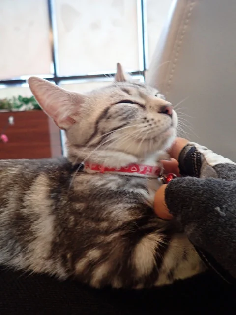 ニャンズカンパニー 富谷店（ニャン'z company） - 富谷町その他（その他）の写真