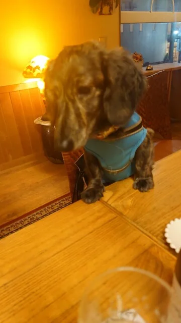 大介の店（【旧店名】Babi からむし） - 青森（ダイニングバー）の写真