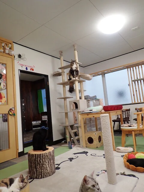 ねこカフェ 猫八 - 本八戸（その他）の写真