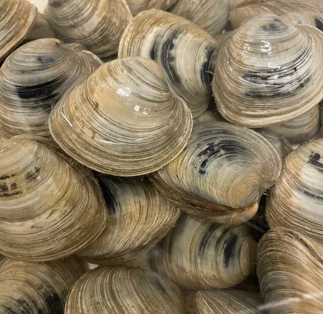 海鮮酒場ほまれ - 中野栄（居酒屋）の写真