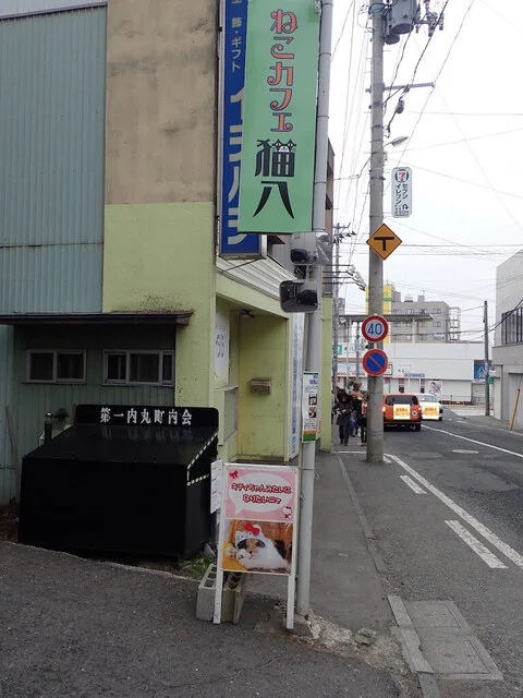 ねこカフェ 猫八 - 本八戸（その他）の写真