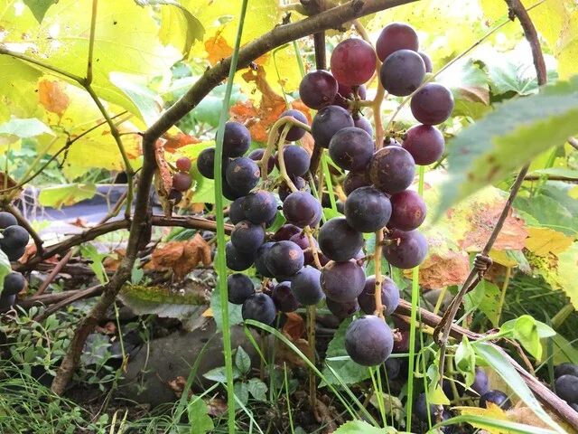 星人の宿 ペンション和田 - 富良野市その他（旅館・民宿）の写真