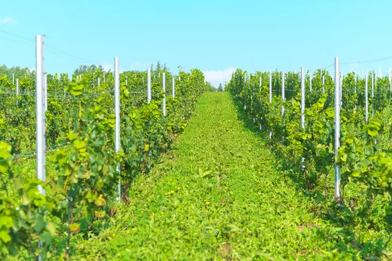 閑坐（KANZA） - 富良野（フレンチ）の写真