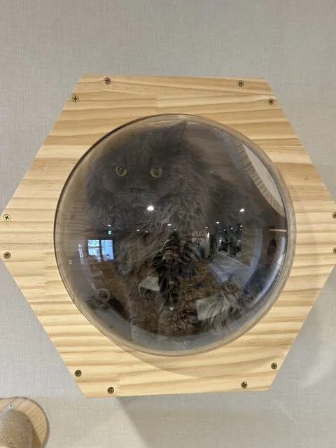 猫カフェ-猫伝説の町 - 小樽（カフェ）の写真