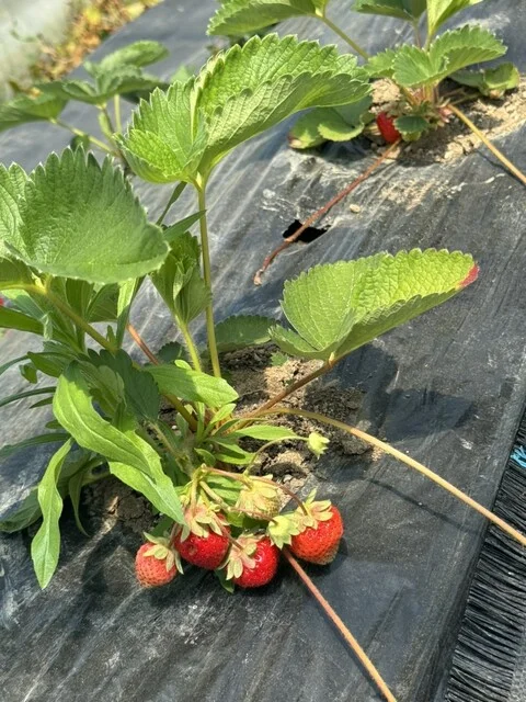 定山渓ファーム - 札幌市南区その他（ハンバーガー）の写真