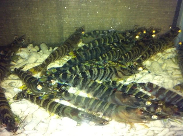 日本料理天ぷらあい田 - 新富士（天ぷら）の写真