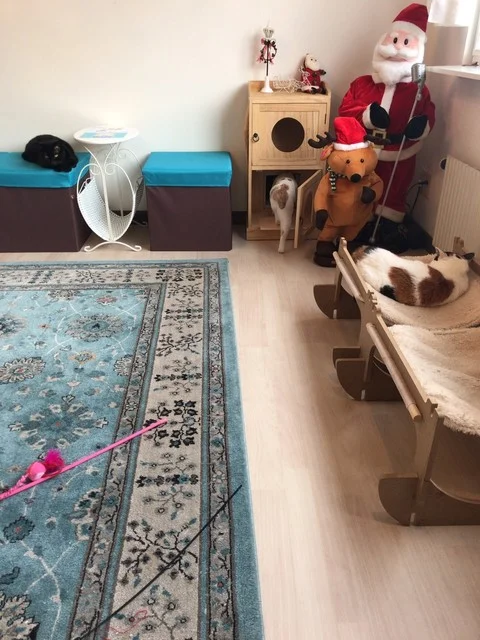 ミャウランド（Meow Land） - 小樽（その他）の写真