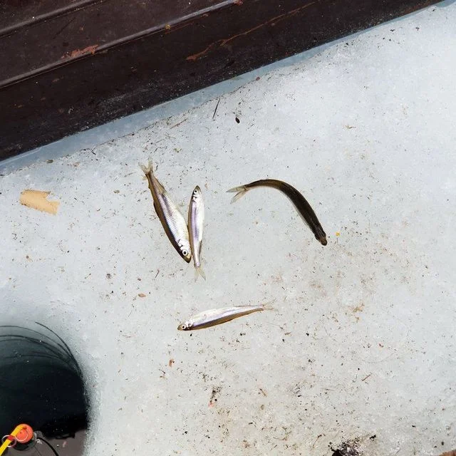 食事処 海兵 - 釧路市その他（揚げ物）の写真