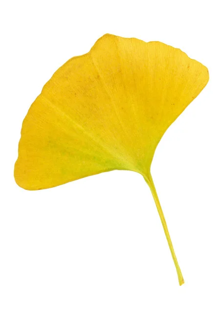 くしろ駒形家（くしろこまがたや【旧店名】味の駒形家） - 釧路（日本料理）の写真