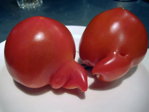 いぐれっく５．３（イグレックゴーテンサン） - 小樽（洋食）の写真