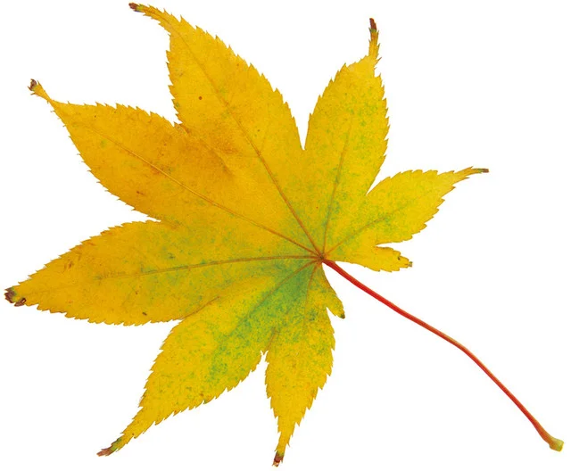 くしろ駒形家（くしろこまがたや【旧店名】味の駒形家） - 釧路（日本料理）の写真