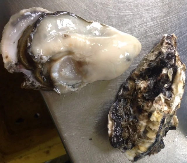 天武 - 帯広（居酒屋）の写真