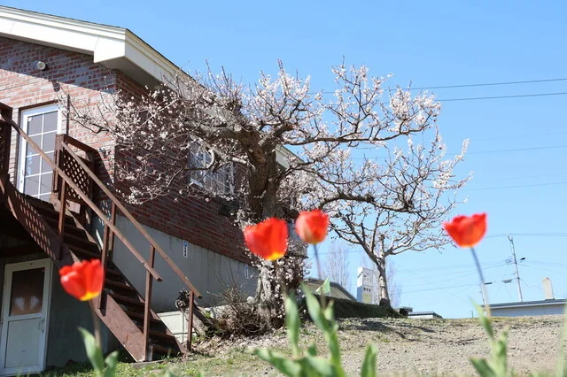 ちぱしり - 桂台（カフェ）の写真