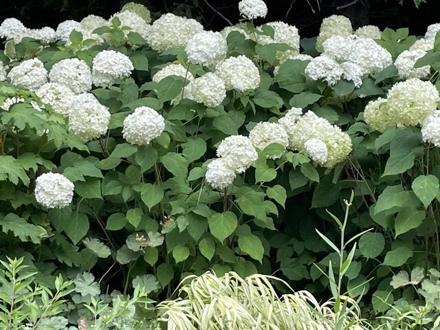 六花亭 ガーデン - 西帯広（ケーキ）の写真