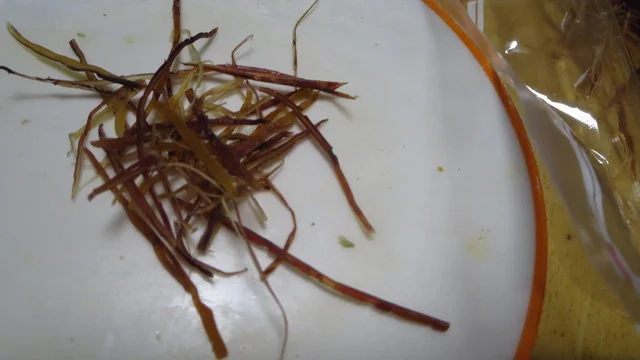 メガ ドン・キホーテ 西帯広店（MEGA Don Quijote） - 西帯広（その他）の写真