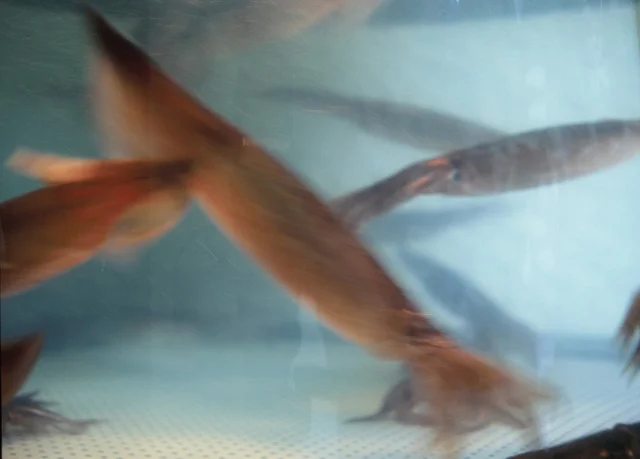 海鮮家 小樽磯鮨（カイセンヤ オタルイソズシ） - 南小樽（寿司）の写真