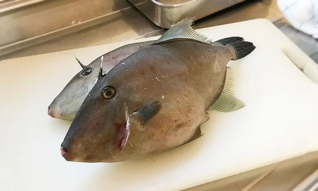 魚々魚かさまつ（【旧店名】魚河岸紀翔） - 帯広（居酒屋）の写真