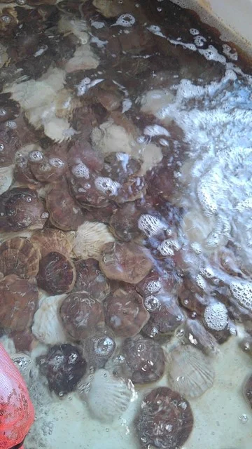 マリンハウス脇野沢 - むつ市その他（その他）の写真