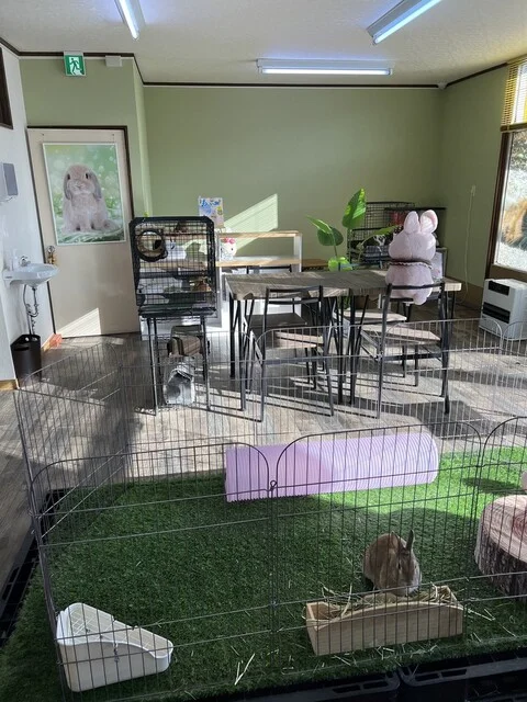 うさたんカフェ - 帯広（その他）の写真
