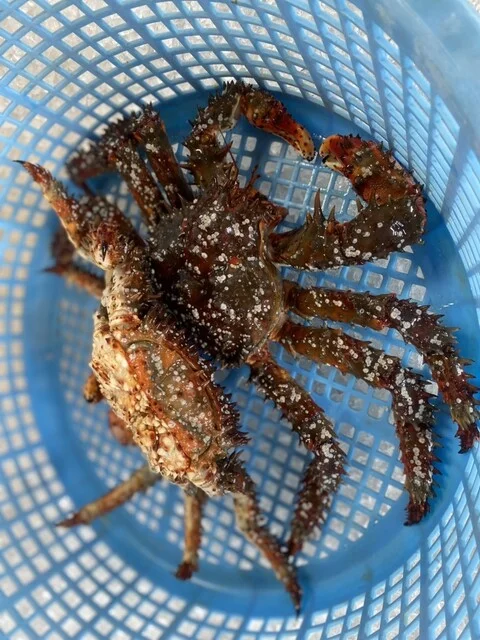 釧路かに卸売市場（拓洋） - 大楽毛（その他）の写真