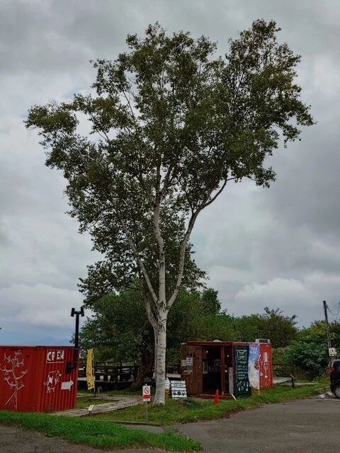 わかさいも本舗 洞爺湖本店 - 洞爺湖町その他（和菓子）の写真