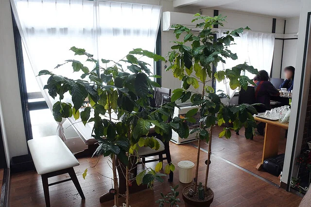 Caf&eacute; 麦 - 神楽岡（カフェ）の写真