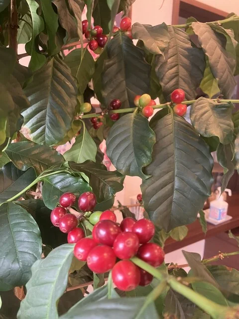 西珈琲店 - 帯広（その他）の写真