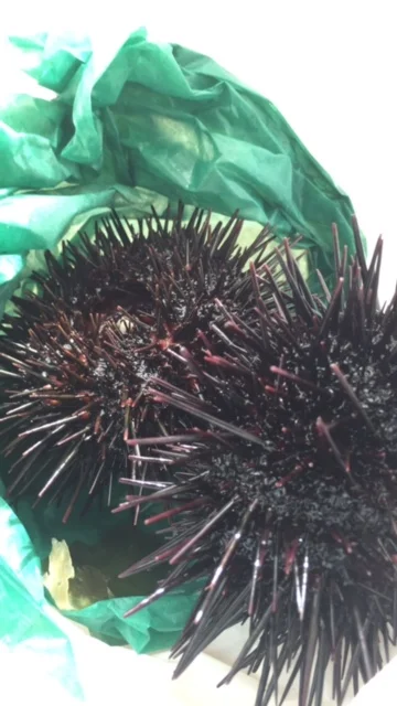 一途屋（イチズヤ） - 旭川（居酒屋）の写真