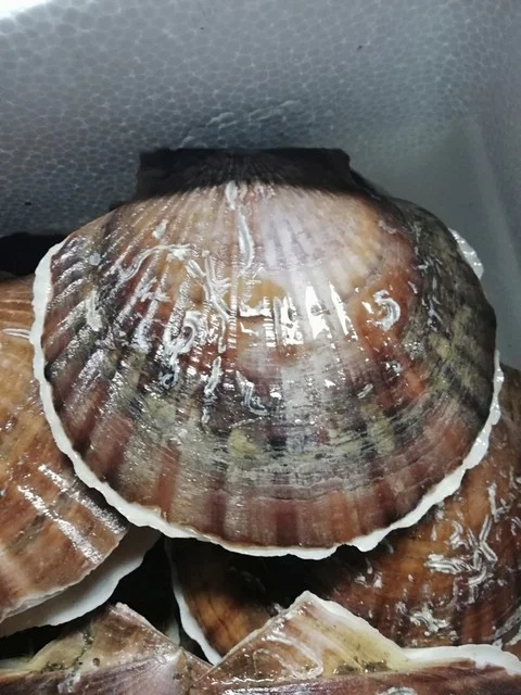 マリンハウス脇野沢 - むつ市その他（その他）の写真