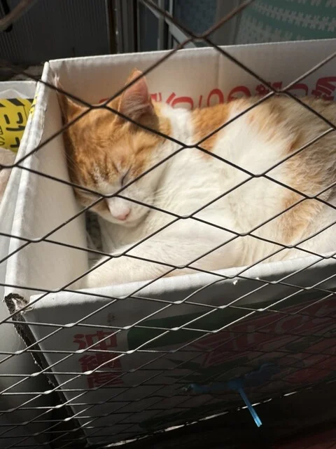 口コミ一覧 : のらいぬCafeの写真