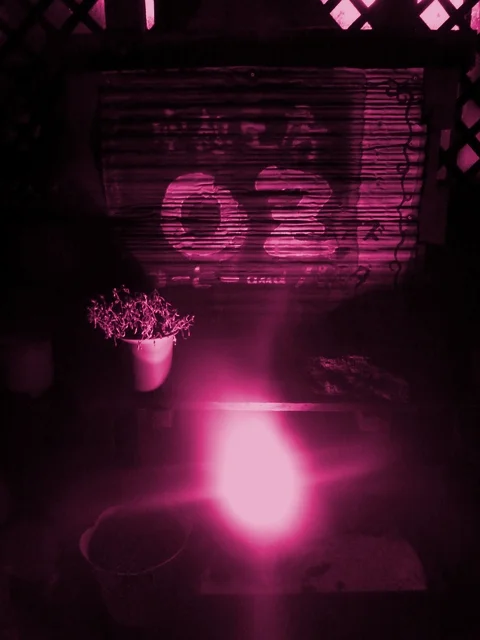 空想工房OZのライオン（クウソウコウボウノライオン） - 輪西（パスタ）の写真