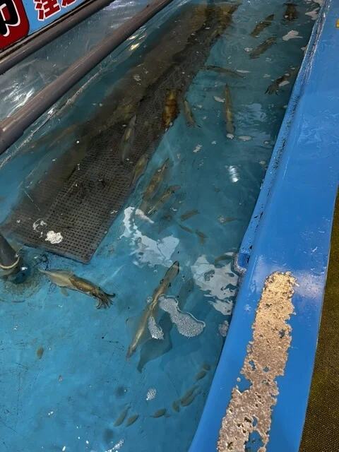 函館朝市 駅二市場 活いか釣り広場 - 函館（海鮮）の写真