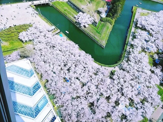 桜満開の五稜郭