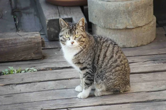 空想工房OZのライオン（クウソウコウボウノライオン） - 輪西（パスタ）の写真