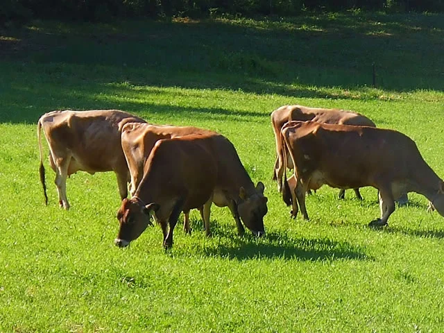 まきばのおもてなし（ジャージーソフト） - 宮守（ジェラート・アイスクリーム）の写真