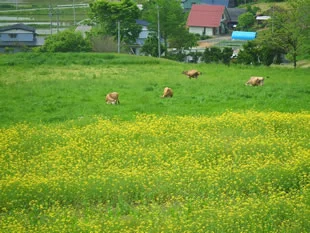 まきばのおもてなし（ジャージーソフト） - 宮守（ジェラート・アイスクリーム）の写真