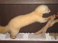 あみもと - 秋田（居酒屋）の写真