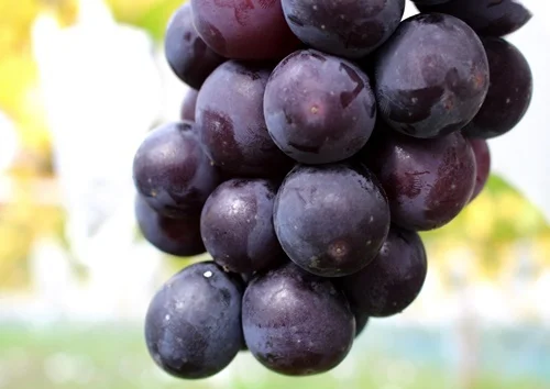 我妻観光果樹園（ワガツマカンコウカジュエン） - 関根（その他）の写真