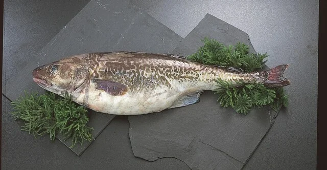 アル・ケッチァーノ （Al che-cciano） - 鶴岡（イタリアン）の写真