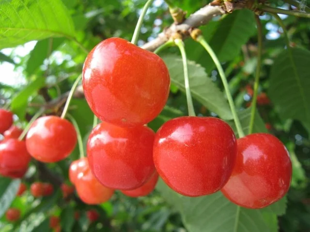 HIGHBALL BAR YAMAGATA1971 - 山形（ダイニングバー）の写真