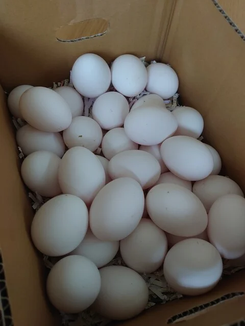 斎藤養鶏場 - 横倉（その他）の写真