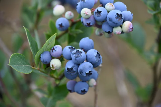 岩手林業ブルーベリー園 - 滝沢（その他）の写真