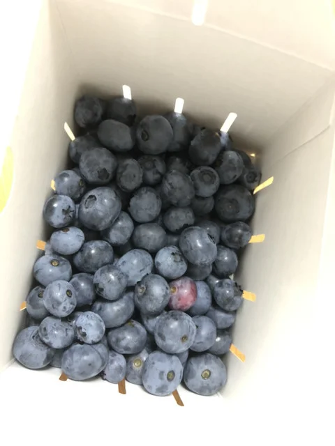 岩手林業ブルーベリー園 - 滝沢（その他）の写真