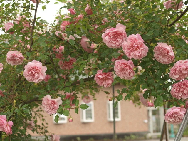 ガーデンカフェ&デリカ キモト（kimoto） - 羽後太田（惣菜・デリ）の写真