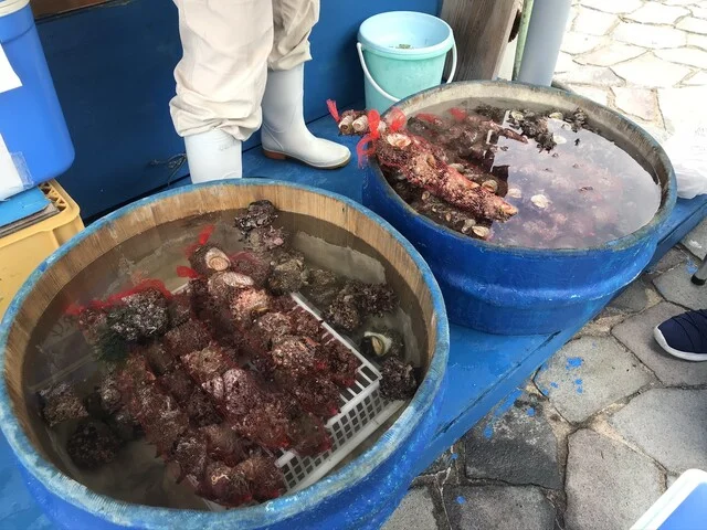 漁師旅館 親栄館 - 男鹿市その他（料理旅館）の写真