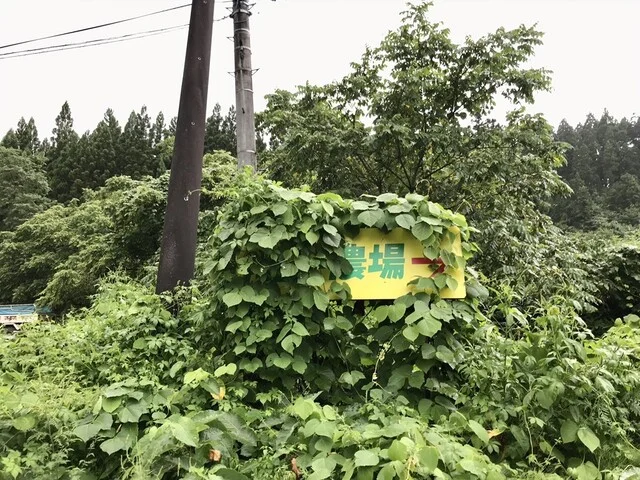 きっかわ（ハピー農場） - 峰吉川（肉料理）の写真