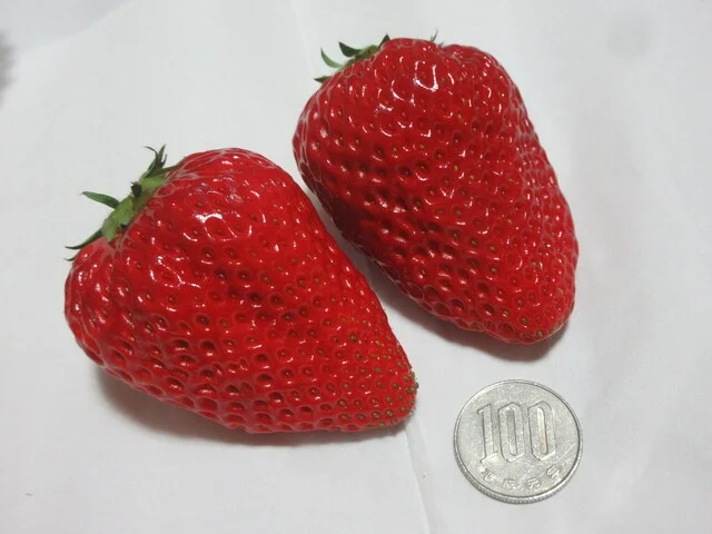 フルーツパーク DETO - 出戸浜（その他）の写真